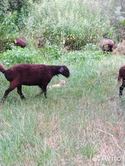 Баранина тушками