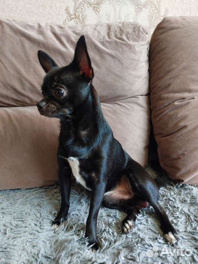 Вязка чихуахуа мальчик