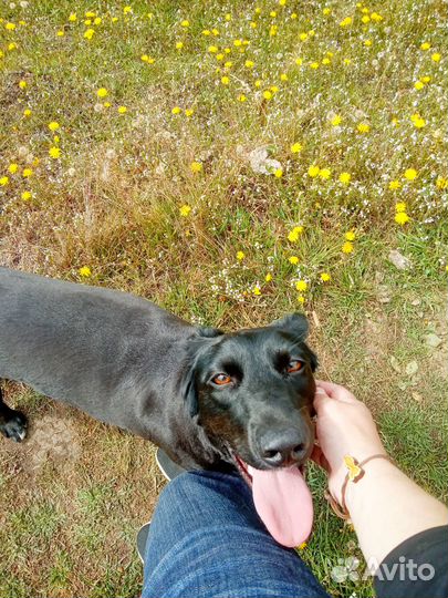 Гостиница для собак / передержка собак