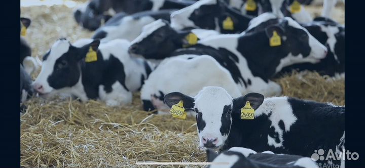 Телята бычки мясные на откорм