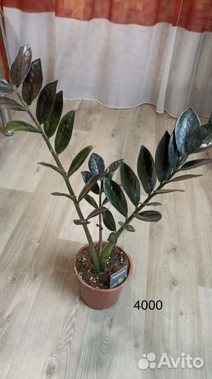 Чёрный замиокулькас Равен