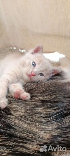 Котенок пушистый бежевый