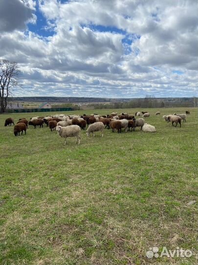 Овцы и Бараны