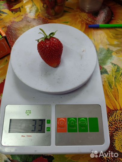 Клубника ранняя Сандра, Флавия, Эльвира