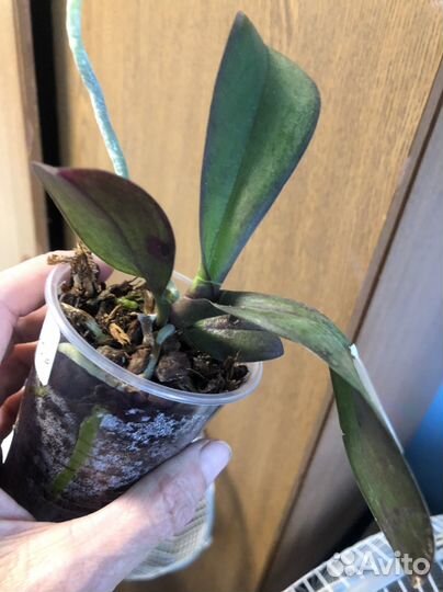 Орхидея Фаленопсис