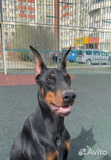 Передержка для собак