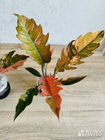 Филодендрон карамель марбл вар