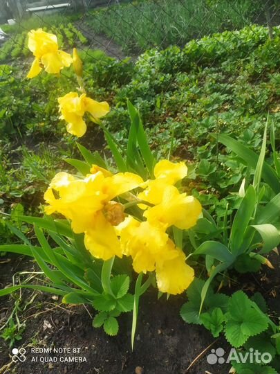 Ирисы сортовые