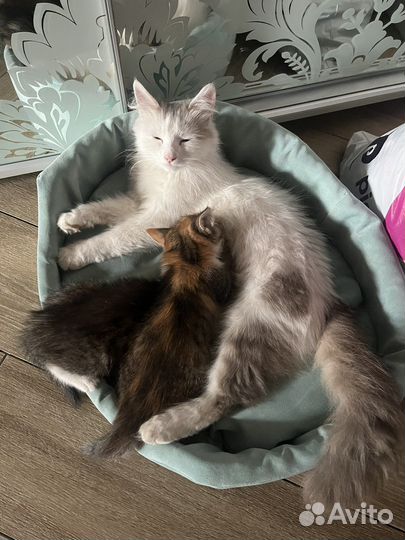 Котята в добрые руки