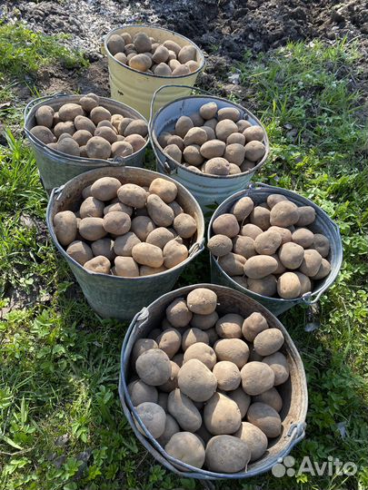 Семенной картофель на посадку (домашний )