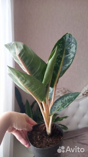 Аглаонема Рэд кочин, Чатра Монгол