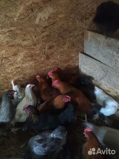 Молодые петух