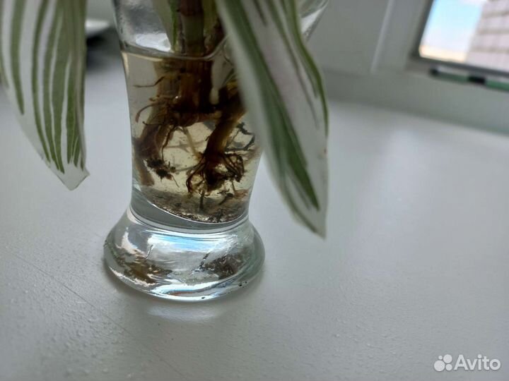 Традесканция отростки, отдам бесплатно