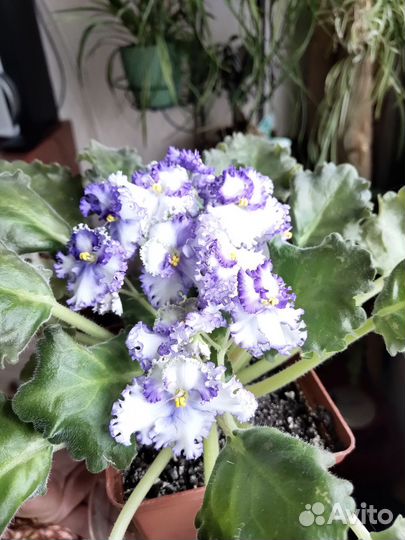 Фиалка сортовая Curly Ocean