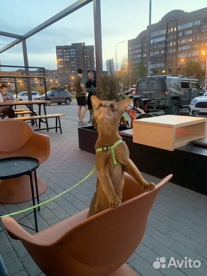 Абиссинский кот вязка