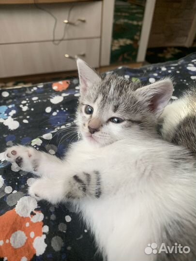 Кот в дар бесплатно