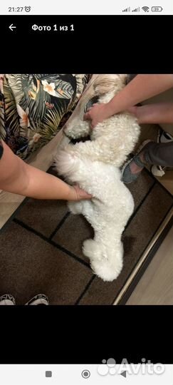 Инструктор по вязке собак