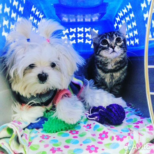 Ветеринар с выездом на дом. 24\7. Москва и за МКАД