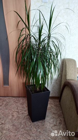 Пальма драцена