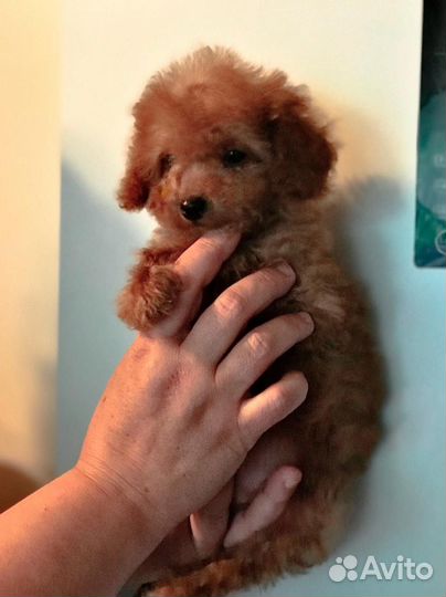 Мальчик зайчик