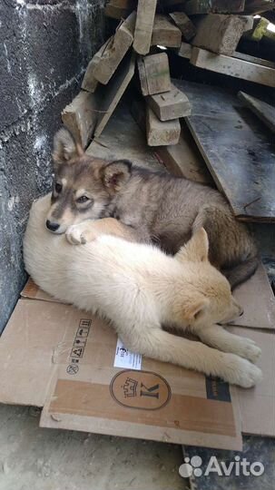 Домашние животные собаки бесплатно