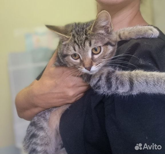 Котята в добрые руки, с ненавязчивым отслеживанием