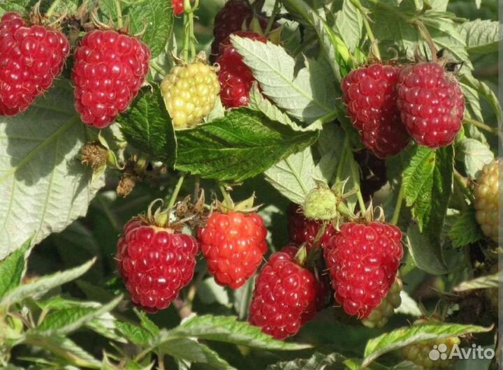 Ремонтантная малина