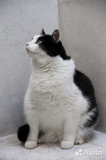 Бесплатный фотограф для приютов