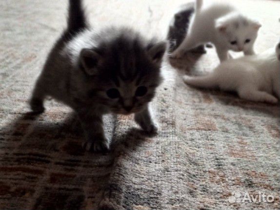 Британские котята
