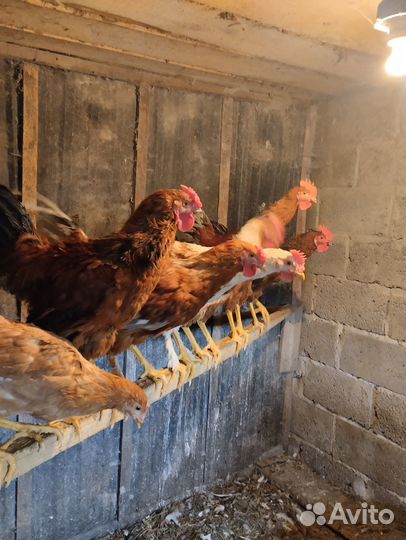 Молодые петухи