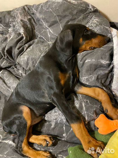 Щенки добермана