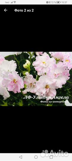 Детки и листики сортовых фиалок