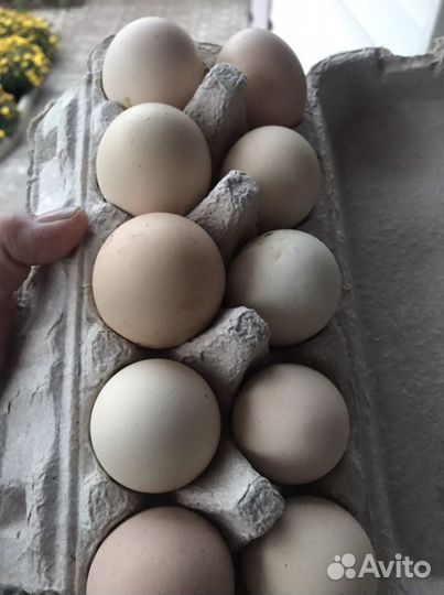 Домашние куриные яйца