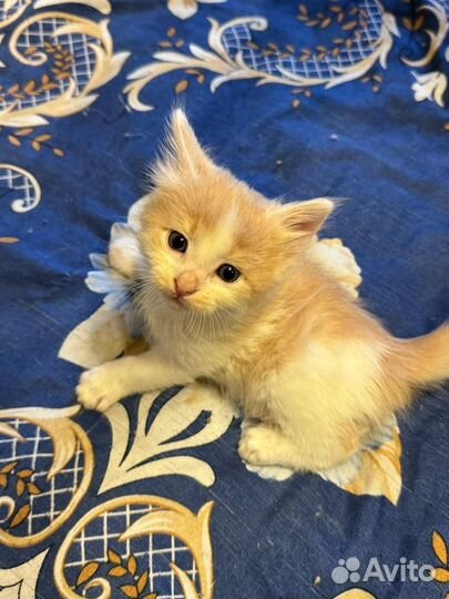 Котята в добрые руки приучены к лотку
