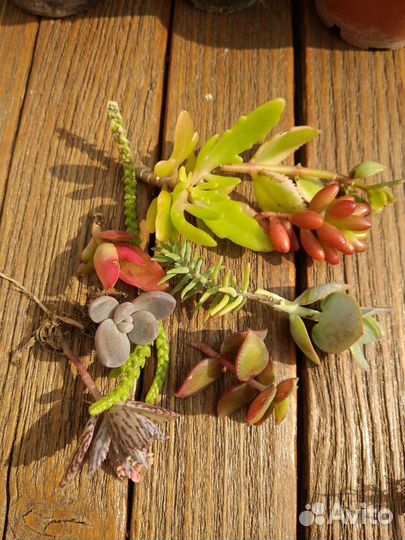 Суккуленты для минисадиков