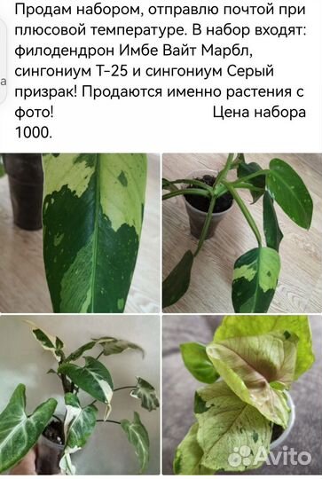 Наборы сортовых комнатных цветов. Эконом вариант