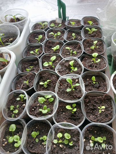 Продам рассаду помидор, перца болгарского, цветы