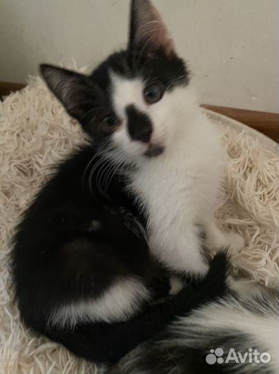 Котенок