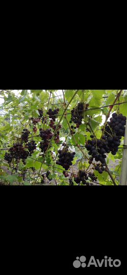 Виноград (взрослые кусты )