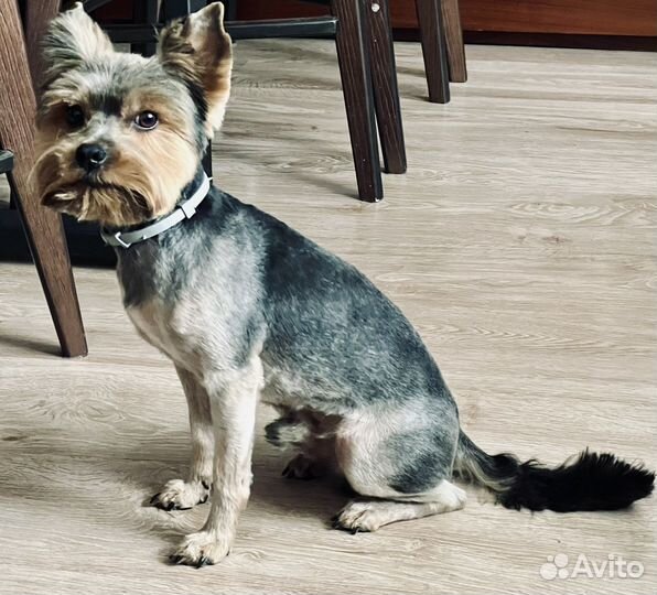 Йоркширский терьер вязка