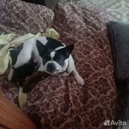 Французский бульдог щенки