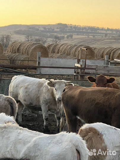 Бычки телки