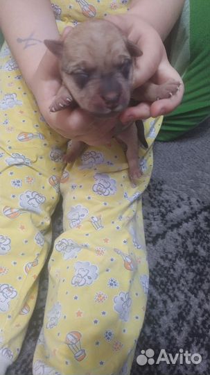 Щенки метисы