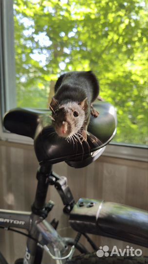 Крысы дамбо девочки