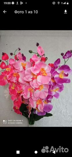 Орхидея фаленопсис