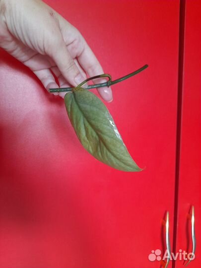 Эпипремнум пинантум себу блю