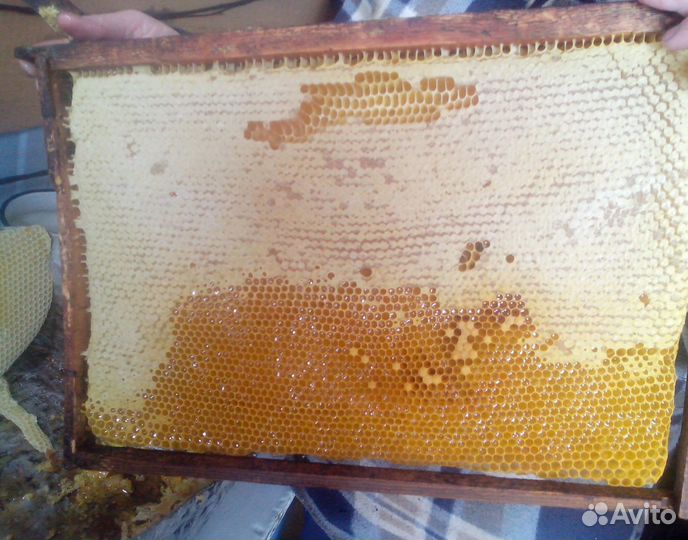 2024 Мед натуральный алтайский оптом