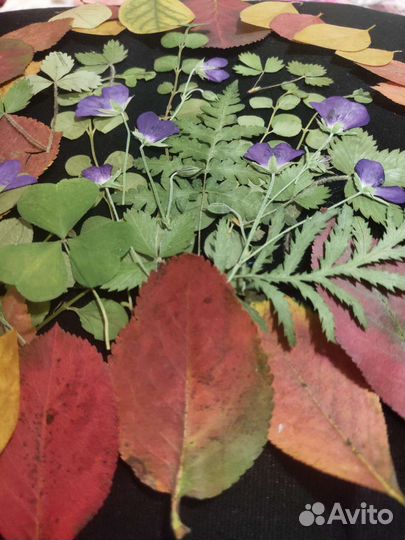 Сухоцветы для творчества