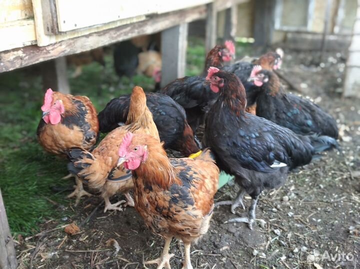 Молодые петухи