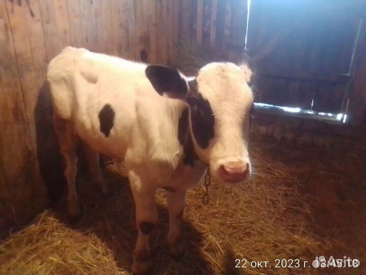 Бычёк голштин